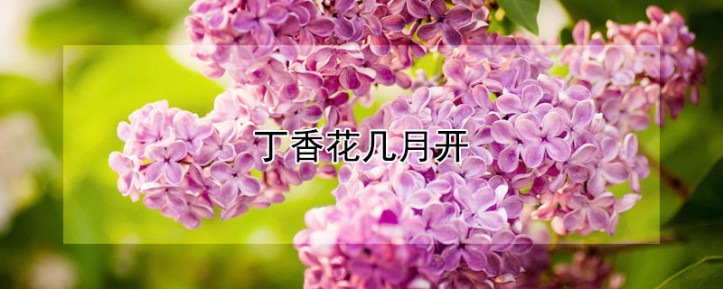 丁香花幾月開