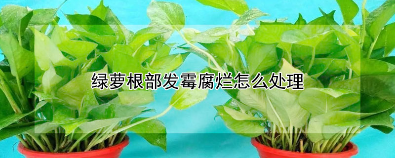 綠蘿根部發黴腐爛怎麼處理