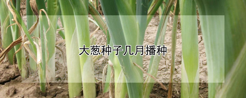 大蔥種子幾月播種