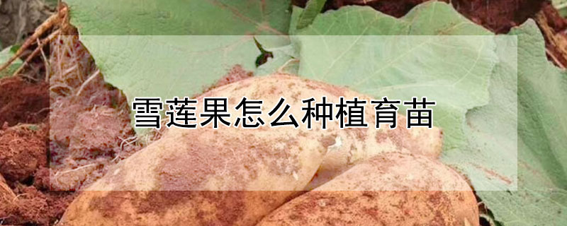 雪蓮果怎麼種植育苗