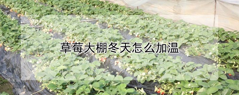 草莓大棚冬天怎麼加溫