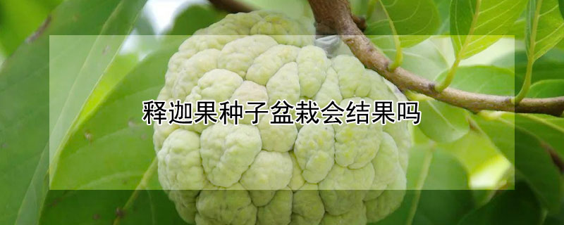 釋迦果種子盆栽會結果嗎