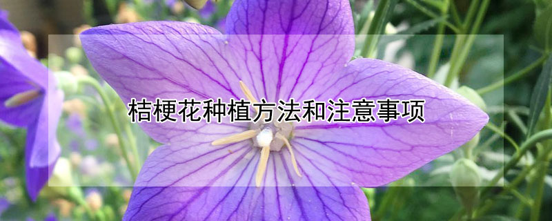 桔梗花種植方法和注意事項