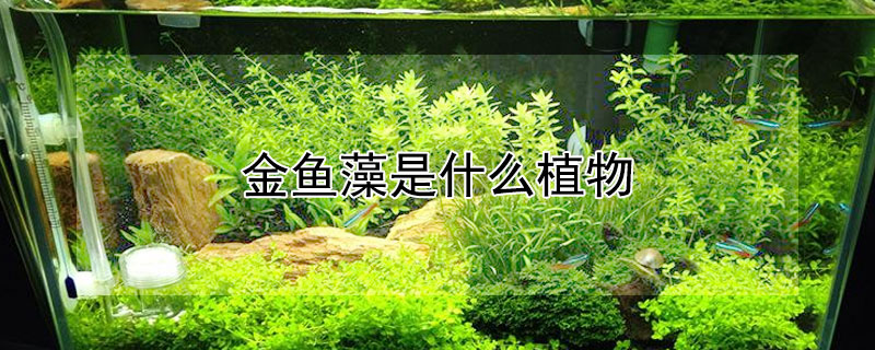 金魚藻是什麼植物