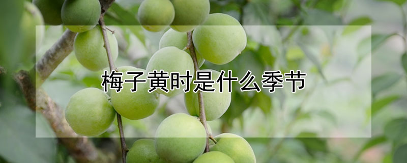 梅子黃時是什麼季節