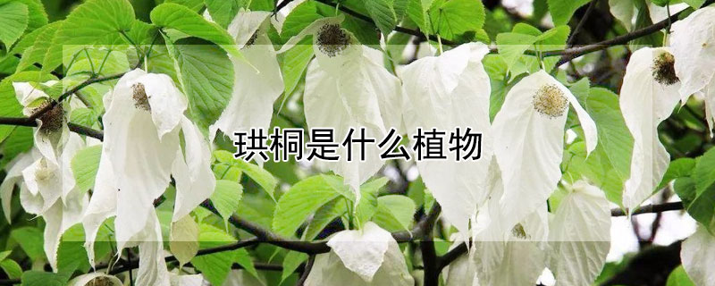 珙桐是什麼植物