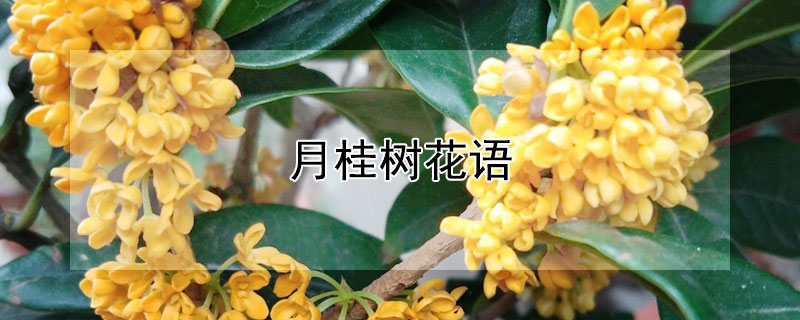 月桂樹花語