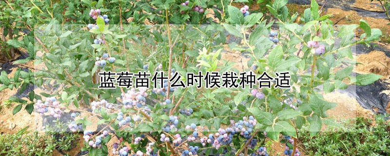 藍莓苗什麼時候栽種合適