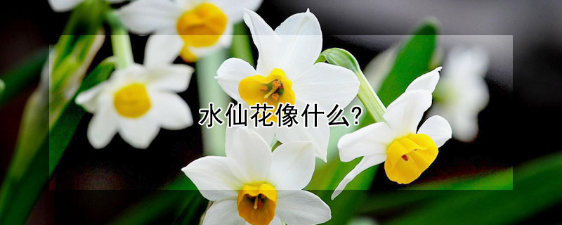 水仙花像什麼?