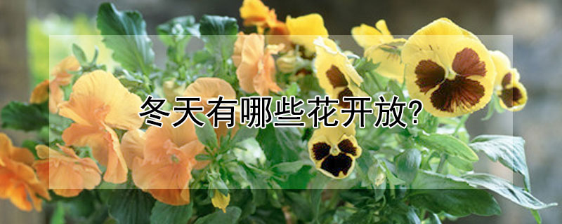 冬天有哪些花開放?