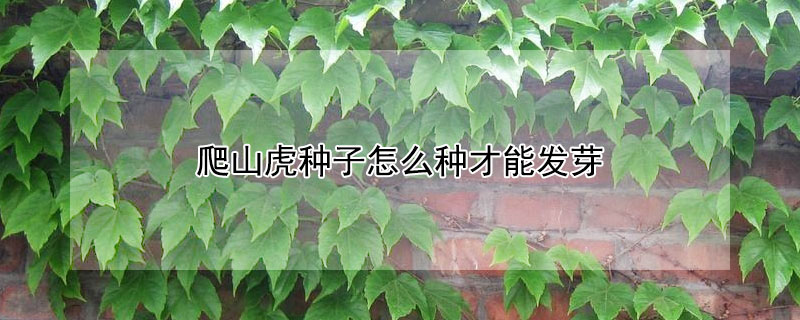 爬山虎種子怎麼種才能發芽