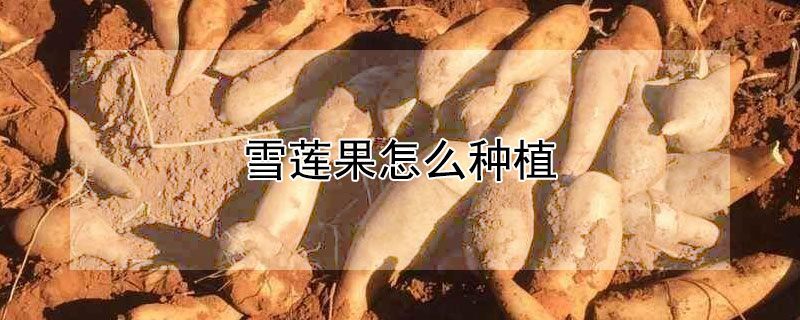 雪蓮果怎麼種植