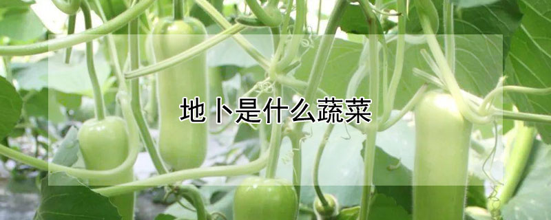 地卜是什麼蔬菜