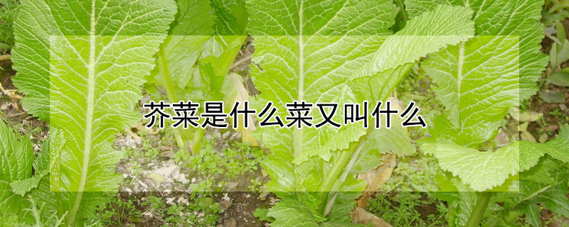 芥菜是什麼菜又叫什麼