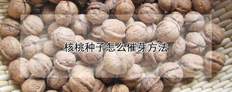 核桃種子怎麼催芽方法