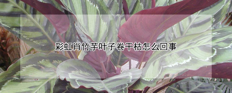 彩虹肖竹芋葉子卷幹枯怎麼回事