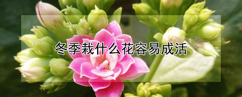 冬季栽什麼花容易成活