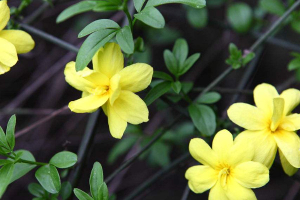 迎春花冬季怎麼修剪