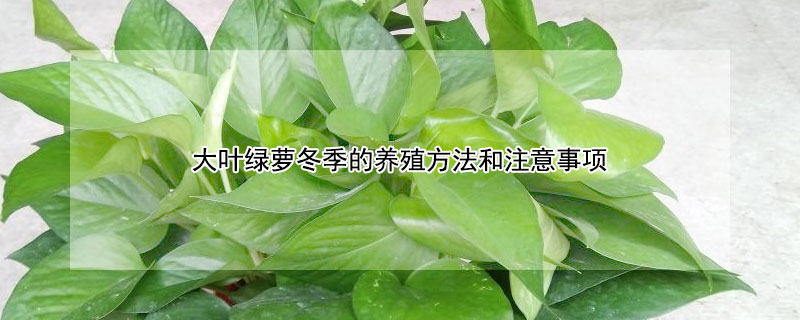 大葉綠蘿冬季的養殖方法和注意事項