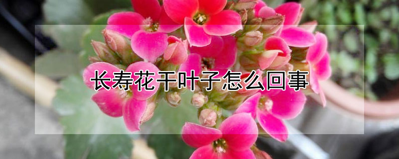 長壽花幹葉子怎麼回事