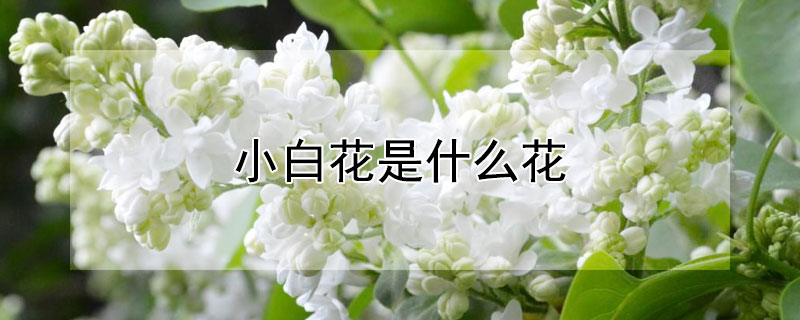 小白花是什麼花