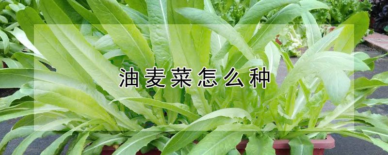 油麥菜怎麼種