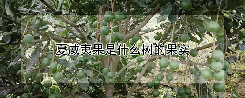 夏威夷果是什麼樹的果實