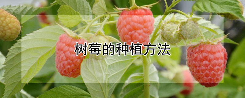 樹莓的種植方法