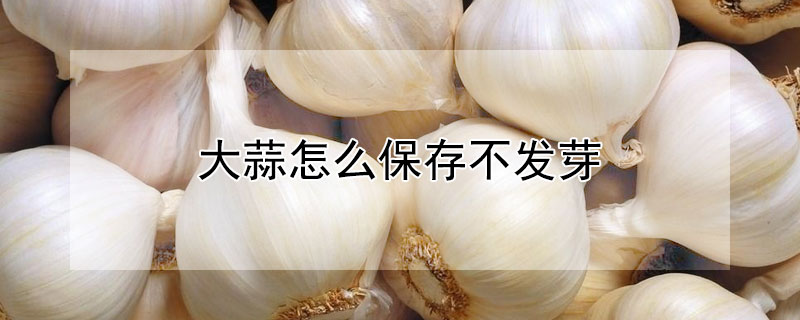 大蒜怎麼保存不發芽