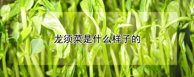 龍須菜是什麼樣子的