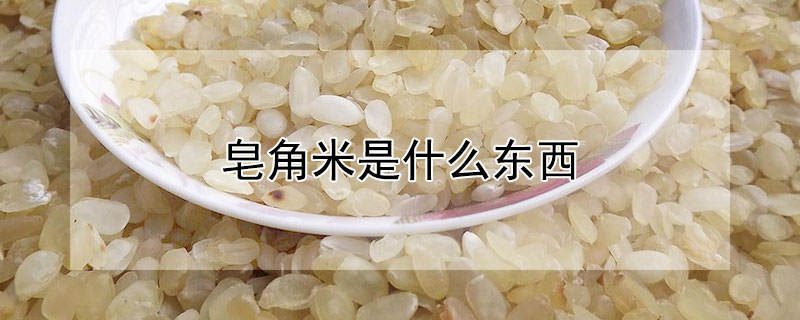 皂角米是什麼東西