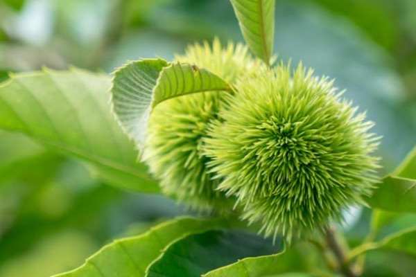 板栗發芽了怎麼種植