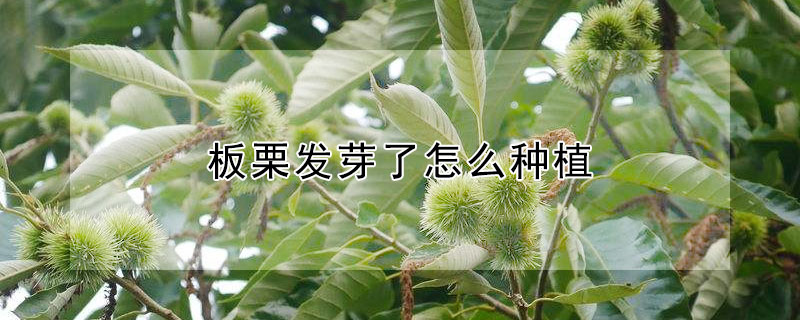 板栗發芽了怎麼種植