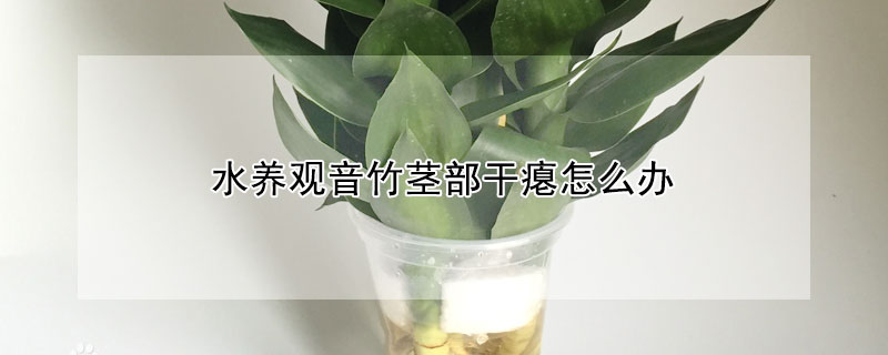 水養觀音竹莖部幹癟怎麼辦