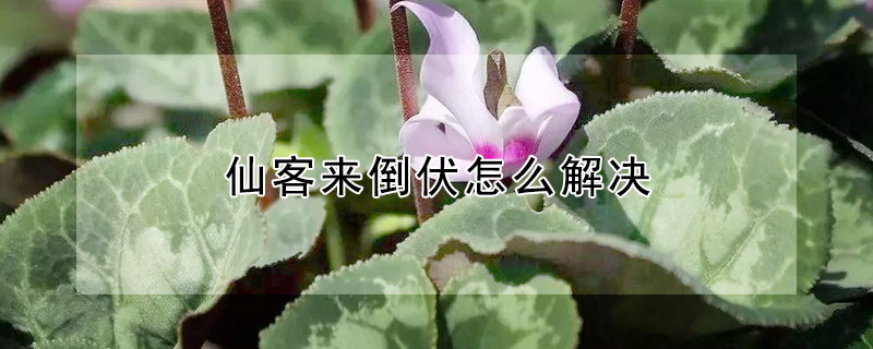 仙客來倒伏怎麼解決