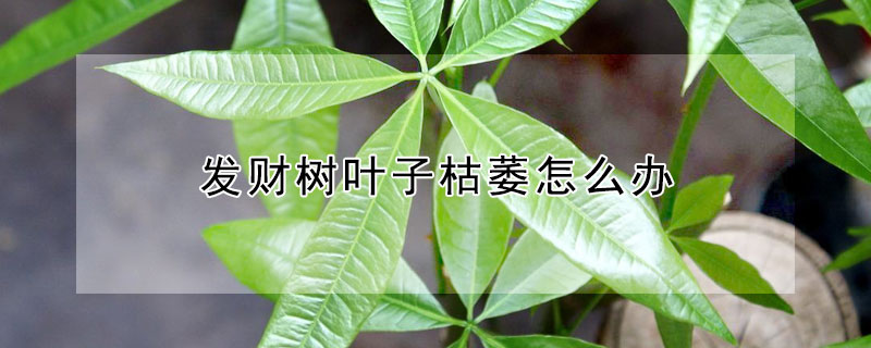 發財樹葉子枯萎怎麼辦