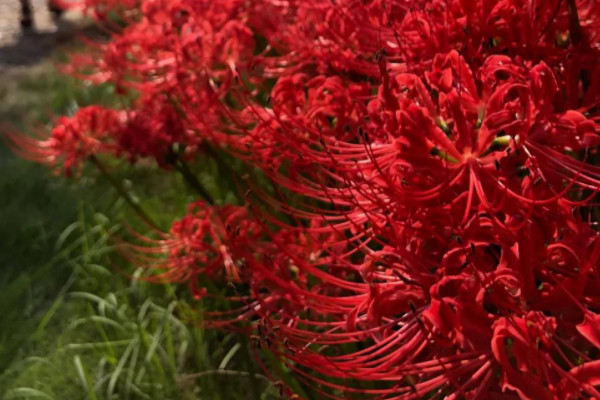 秋天開的花有哪些?(花名、顏色)