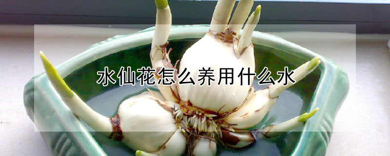 水仙花怎麼養用什麼水