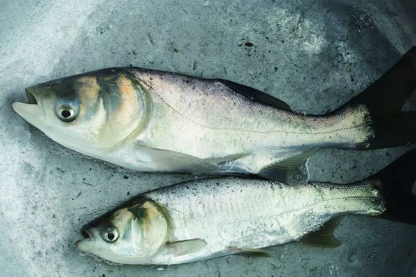 雄魚怎麼養