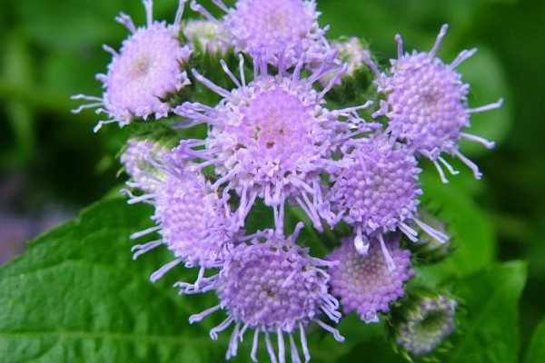 藿香花幹枯怎麼辦