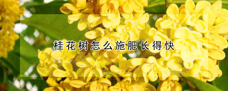 桂花樹怎麼施肥長得快