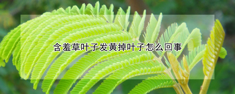 含羞草葉子發黃掉葉子怎麼回事