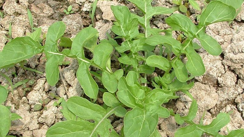 芝麻菜是什麼菜葉