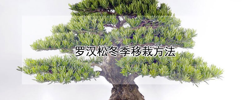 羅漢鬆冬季移栽方法