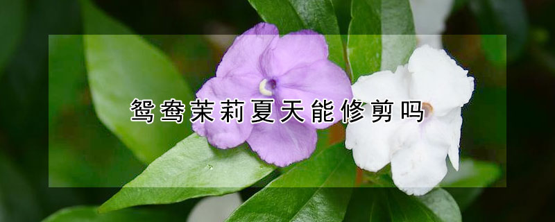 鴛鴦茉莉夏天能修剪嗎