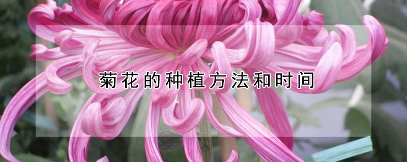 菊花的種植方法和時間