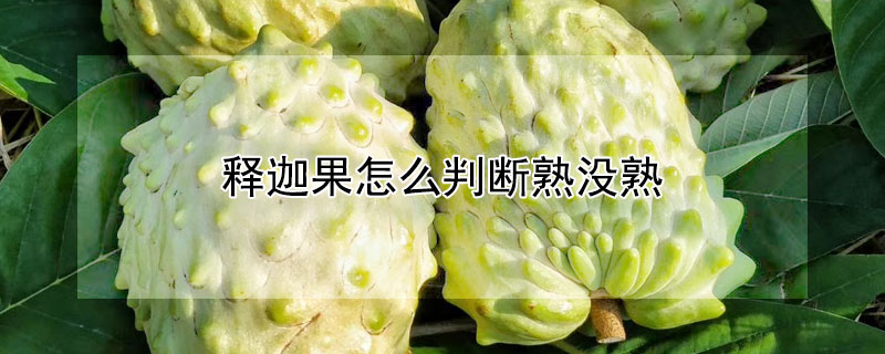 釋迦果怎麼判斷熟沒熟