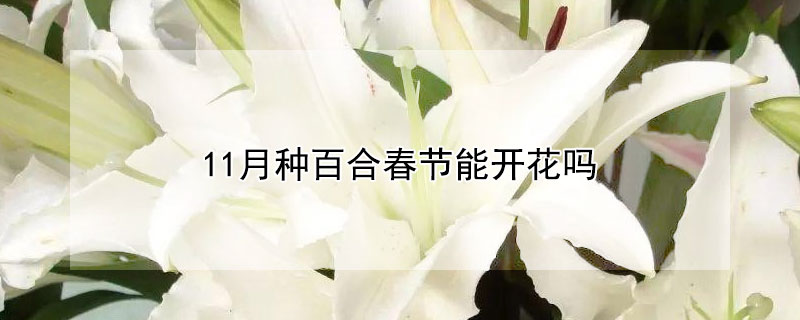 11月種百合春節能開花嗎