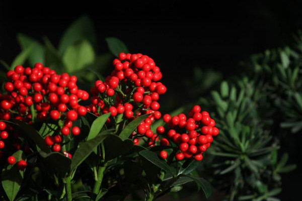 紅玉珠養殖方法