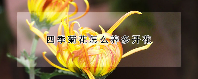 四季菊花怎麼養多開花